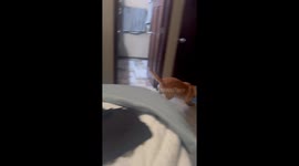 Rescued dog transforms from a shy stray to a lively companion