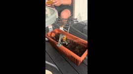 'Boys Will be Boys' - Man uses his remote-controlled digger to play with food