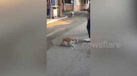 Cat freezes in the middle of busy street