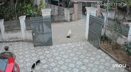 Labrador very intelligent. Seeing the puppy running out into the street, the mother dog immediately ran out and carried the puppy into the house.