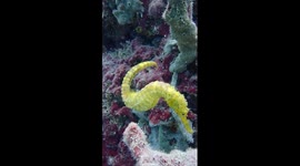 Enchanting Encounter: Diver's Close-Up of a Yellow Seahorse at Ko Lipe's Stonehenge Dive Site