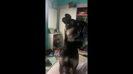 Playful pup happily follows mom's instruction to look at birds every day