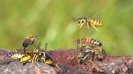 Honeybees And Wasps Crash Landing On The Water