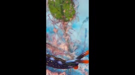 Walking Nudibranch Shaking Its Head