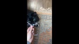 Balloon Triggers Cat Zoomies