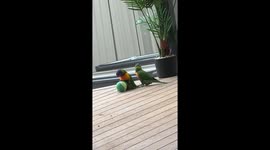 Baby Birds Balance on Ball