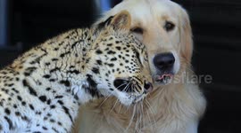 Meet Tommy and Salati - The Leopard and Dog who are best friends (exclusive)