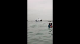 Dolphins Dance for Humans on Beach