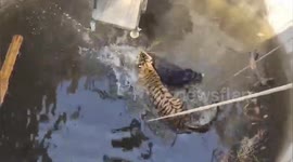 Tiger and wild boar stranded together in well after chase in India
