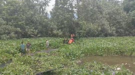 Crocodile attack victim recovered from swamp in Indonesia