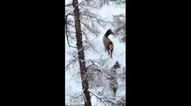 Wild red deer captured foraging in snow-covered mountains in Xinjiang