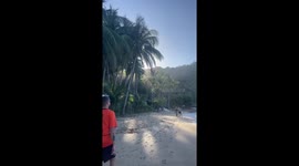 Tourists help to release newborn turtles into the sea