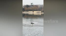 Locals slide over a net to rescue dog stuck in frozen lake
