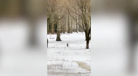 Hawk seen catching pigeon in snow-covered park in Russia