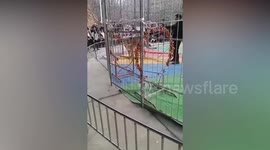 Circus lion pounces on spectator as audience screams
