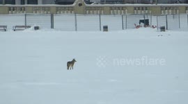 Tracking Coyote Till I Realize Coyote is Tracking Me