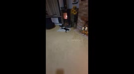 Exclusive- Boycey the chill cat in UK: Cozy moments in Christchurch gone viral with over 14 million views