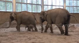 US: Joyful Reunion as Elephant Calf Meets Family in Oregon Zoo's Elephant Lands
