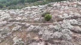Snowy plum blossoms adorn C China village