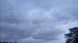 Village invaded by thousands of starlings covering their homes and cars in poo
