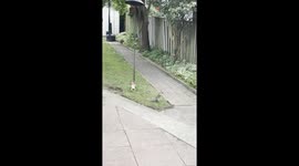 Squirt Is the Only Squirrel Who Can Still Get Into the Bird Feeders