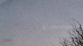 Mesmerizing Starling Murmuration Captivates Sky Over Cumbria