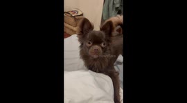 Exclusive- Smidge the adorable flossing chihuahua