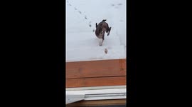 This dog hates snow and will walk on front 2 legs to avoid getting paws wet