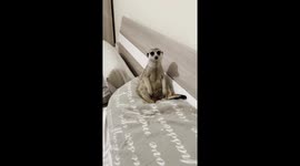 Showing Love to a Meerkat