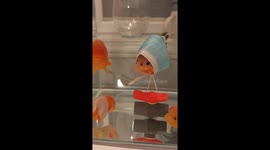 Fish with swim bladder disorder wears