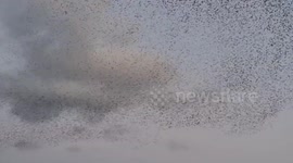 Stunning starling murmuration seen over Cumbria in northern England