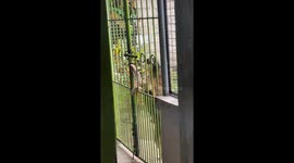 Clever pet dog figures out how to open gate to enter house