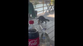 Wild otter sparks chaos as it runs over restaurant tables