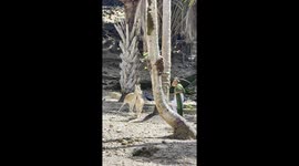 Exclusive- Deer whisperer of India: Magical bond captivates 36 million views on Instagram