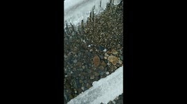 Baikal plays with little stouns. The clean water you can see