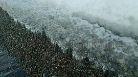 These are icicles freezing along the shore. When the waves hit the shore