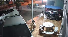 Jealous pet husky dog pushes over owner as she tends to puppy