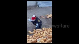China: Baby's Adorable Tumble in the Yard
