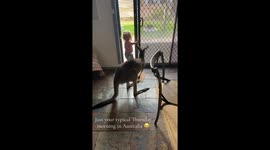 Girl, 3, opens door to let pet kangaroo roam around house