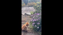 Adorable scene as curious kitten plays with bees buzzing around fllowers
