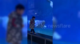 Boy and friendly beluga whale pull faces at each other