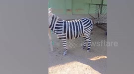 Chinese zoo paints black and white stripes on donkeys to resemble zebra