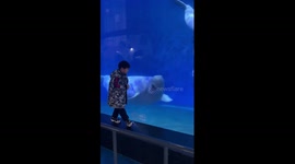 Beluga whale teases boy at aquarium in Beijing