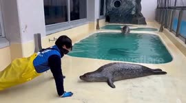 Seal does sit-ups with zookeeper in Japan