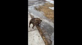 My Old English Bulldogge, Roscoe , uses his legs to go Ice Fishing.