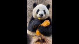 Panda Eating Pumpkin
