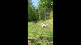 Adorable scene as puppy encounters butterflies for first time