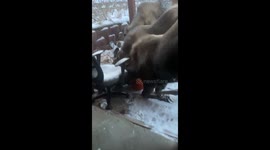Moose Trio Eat Leftover Pumpkins