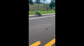 Heroic motorist saves baby armadillos struggling to cross road