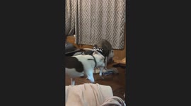 Raccoon plays 'buckaroo' with dog as it clings to canine's back